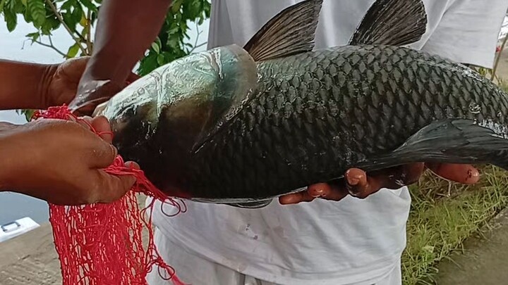 ১১০০০ হাজার টাকা টিকেট বড় একটি কাতল মাছ সিকার করেছেন 🐟🐬🐳