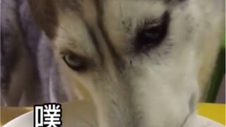 โกวซี่: คุณช่วยหยุดเล่าเรื่องตลกในขณะที่เรากินข้าวได้ไหม?