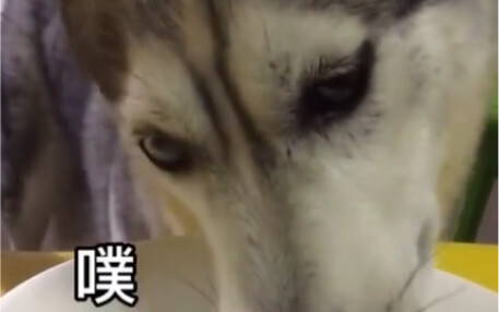 Gouzi: Can you please stop telling jokes while eating?