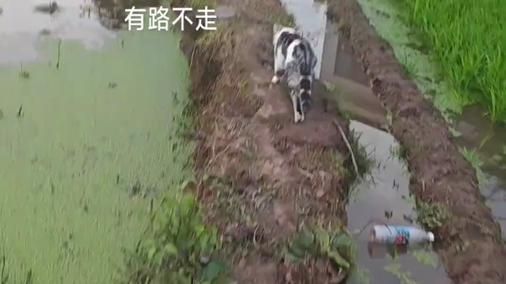 He actually regretted it after taking the first step, but his pride wouldn’t let him stop—hahahaha! 