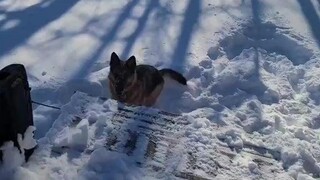 เยอรมันเชพเพิร์ดช่วยกำจัดหิมะ