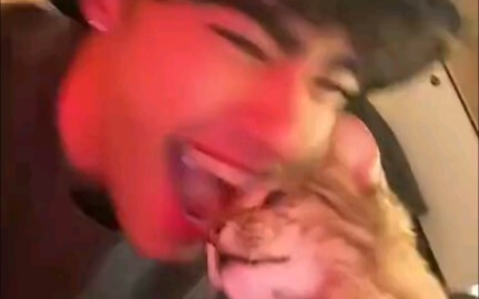 当猫咪得到kiss的反应