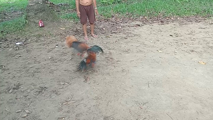 JROOSTER GAMEFARM YLH VS LEMON