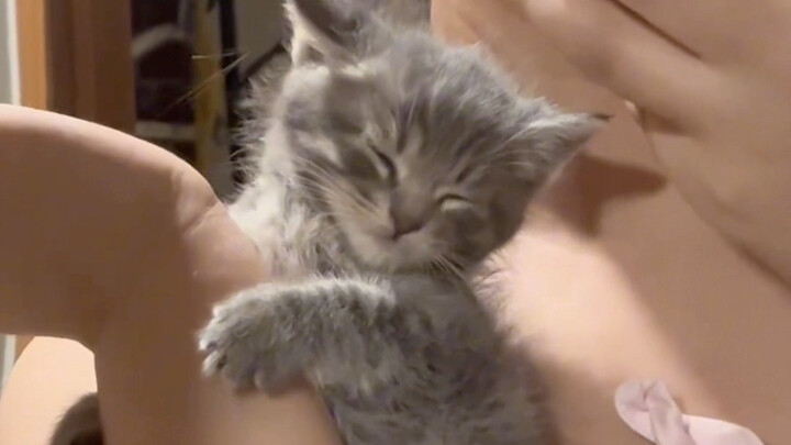 Meows one second, sleeps the next.