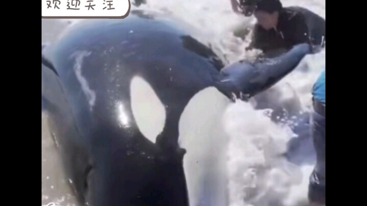 Thì ra trong mắt cá voi sát thủ, con người lại trông như vậy