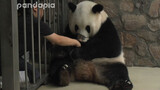 Panda Raksasa|Air Madu