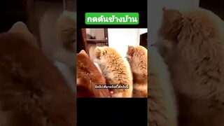 กดดันข้างบ้าน