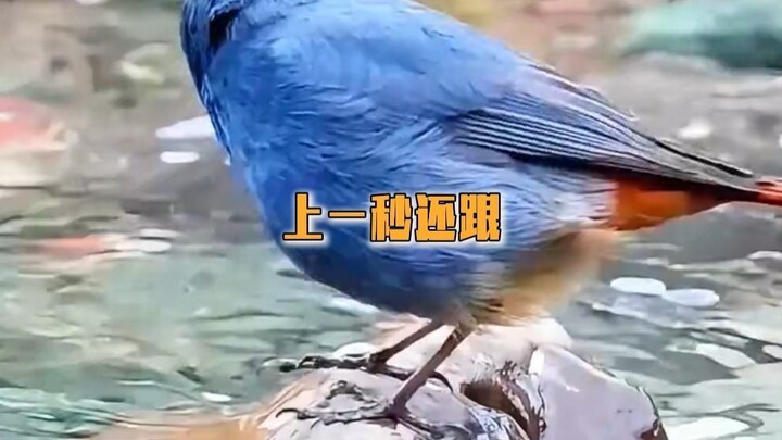 แมงมุมขาสูงหน้าขาว: ฉันมีอะไรด้อยกว่าบลูเบอร์รี่บินได้ตัวใหญ่ตรงไหนกัน!!!