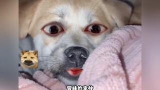 الأخ الكلب: لا تُمازحني بمثل هذه النكات!