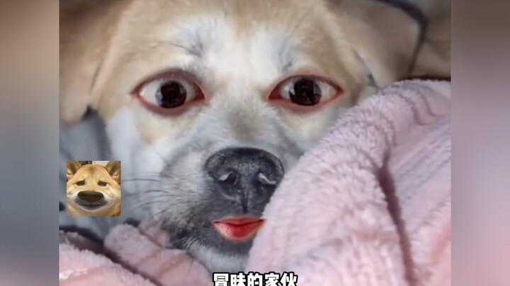 狗哥：不要和我开这种玩笑