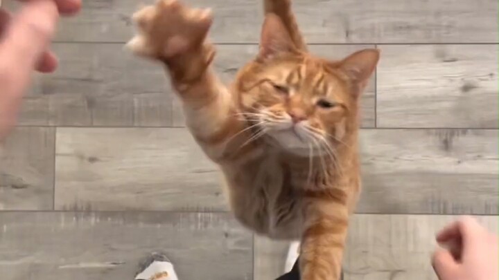 Inilah peregangan ala kucing yang sesungguhnya.