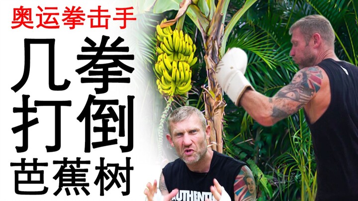 كم لكمة يحتاج الملاكم المحترف لطرح شجرة موز أرضاً؟