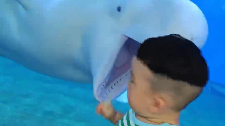 It seems the beluga whale has scared the kids—Beluga: All right, go soothe them now!