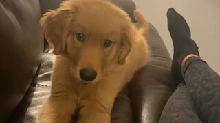 Merekam anjing-anjing yang menguap dengan suara lucu! Kelihatan ngantuk nih, ayo deh peluk anak anji