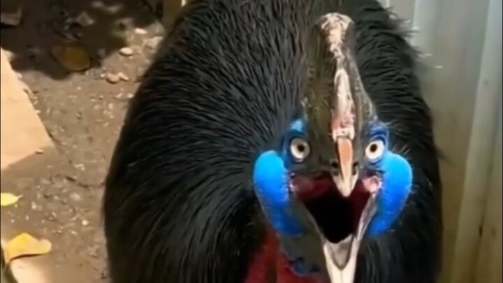 The scariest bird calls in the world