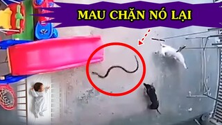 Hai Chú Chó Đại Chiến Với Con Rắn Hổ Mang Để Bảo Vệ Em Bé Đang Ngủ Và Cái Kết Thật Đáng Thương