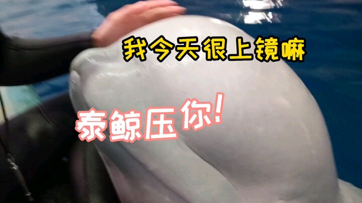 “تاي جينغ بتضغط عليك” من “ليو ليو”! هل تتحمّل؟