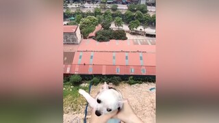 Nguy hiểm quá    dog chó chó_cưng pet petlover