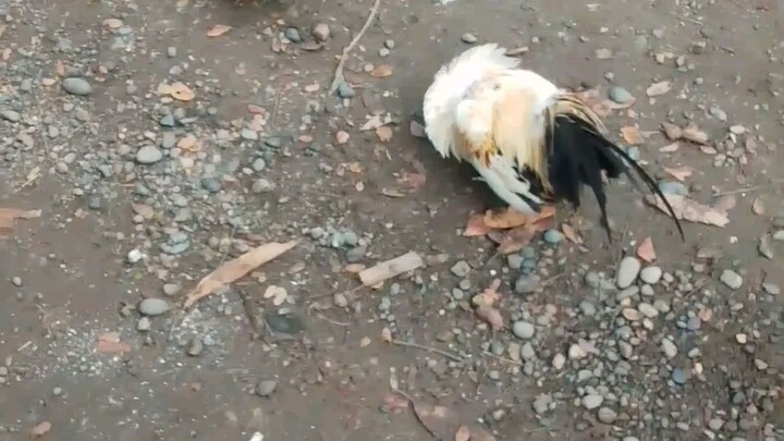 super Lolo vs talisay parihas 1times