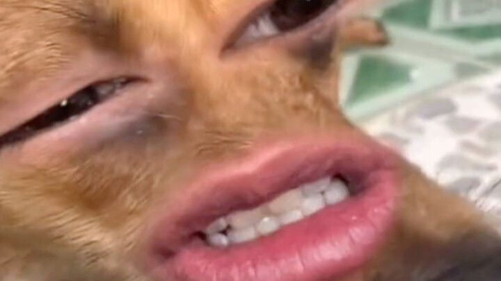 为什么啊！没有素质的猫