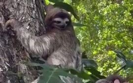 看到宝宝的树懒妈妈，动作明显快了很多，搂过宝宝的时候好温柔~