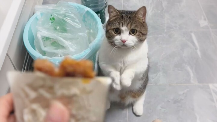 "The Ode to the Fat Cat"