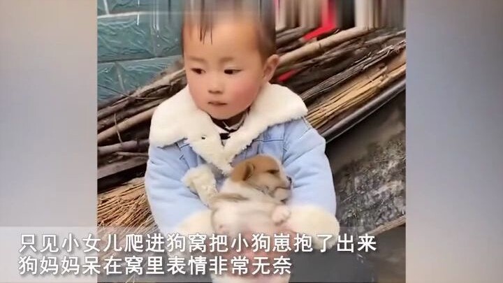 Cute baby crawls into the dog’s den and rummages through the puppies like it’s no big deal—mom dog’s