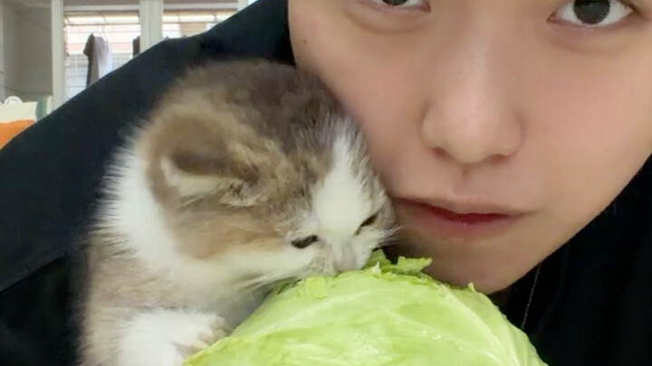 Today I’m teaching the kitten to eat cabbage.