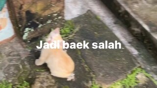 KUCING jaya jaya jaya