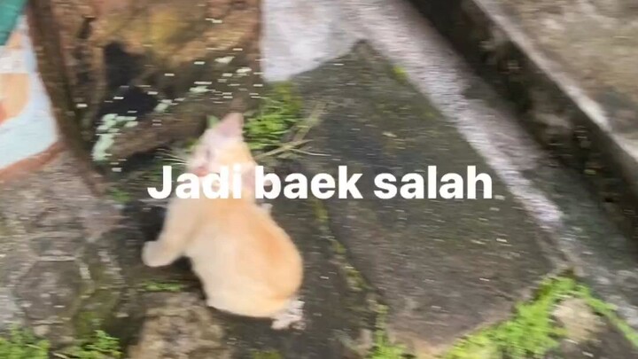KUCING jaya jaya jaya