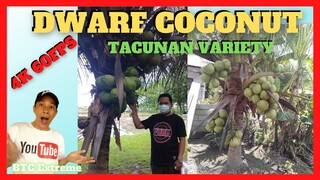 TACUNAN DWARF COCONUT VARIETY SEEDLINGS for Sale