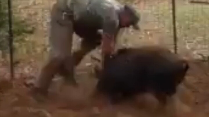 Solo bare-handed wild boar catch