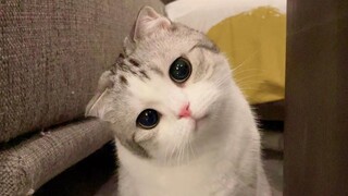 แมวทำเต็นท์ของตัวเองพัง