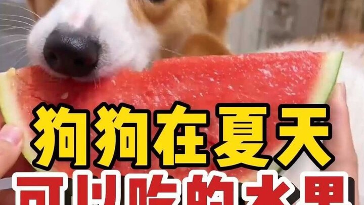 Dog: Secret Marseilles Mama Sauce—so hot! Can Wadasi have a bite too?