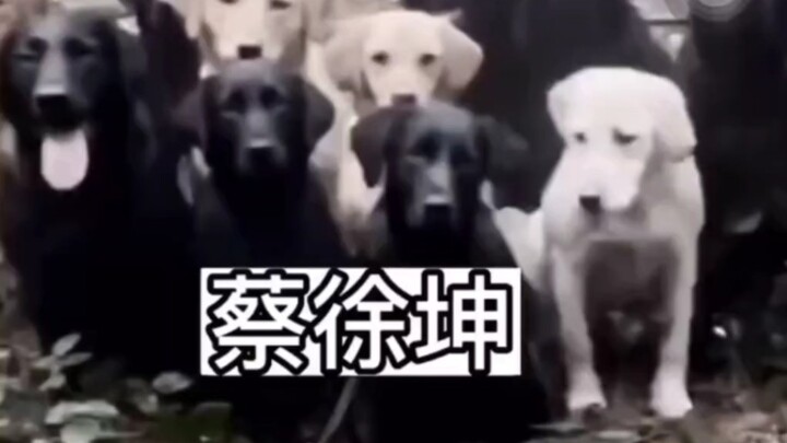 مجموعة أغاني "طالبات الجامعة" الرائدة