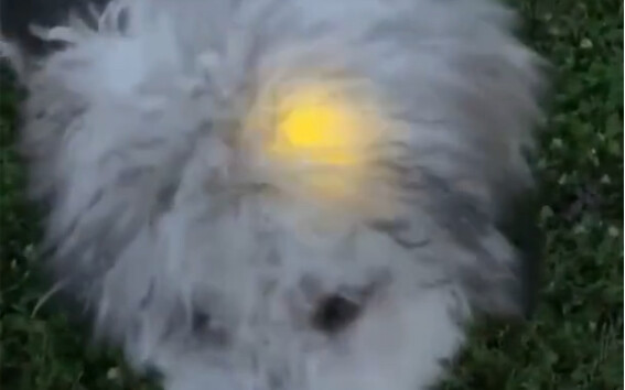 There is a firefly in the dog's thick hair