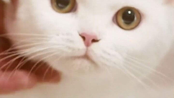 [Buku Bergambar Kejahatan Berburu Tan Kenji] Siapa yang bisa menolak anak kucing lucu seperti itu!