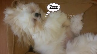 Tired Shih tzu Puppy Sleeps Like A Baby But Snores Like A Beast- It's Cuteness Overload!