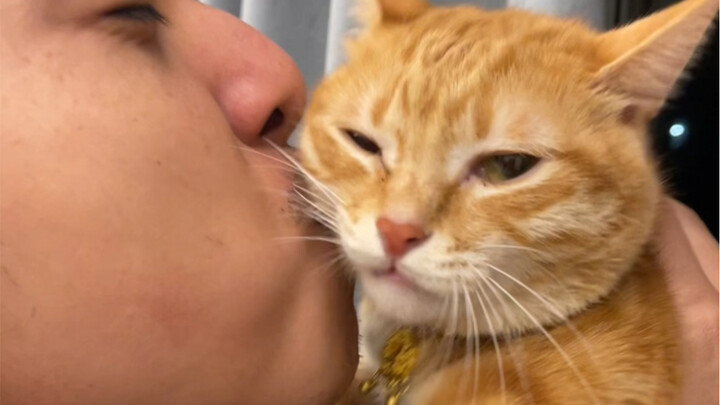 The talking cat has the best life