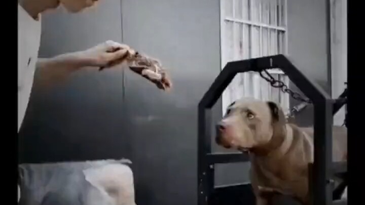 One person and one dog together have over 800 tricks up their sleeves.