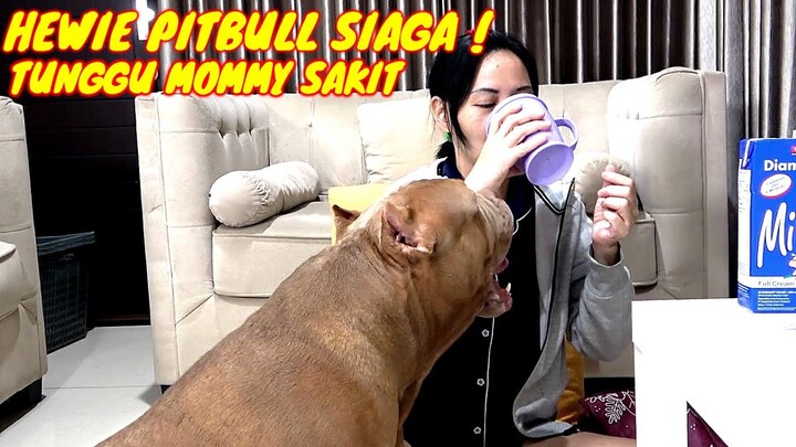 HEWIE  SIAGA ! ANJING PITBULL ROYAL MENJAGA OWNERNYA YANG  SAKIT #hewiepitbull
