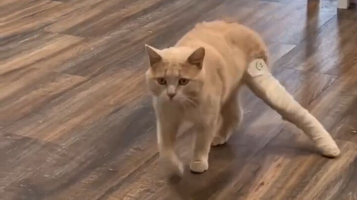 Who on earth taught you to walk like that?