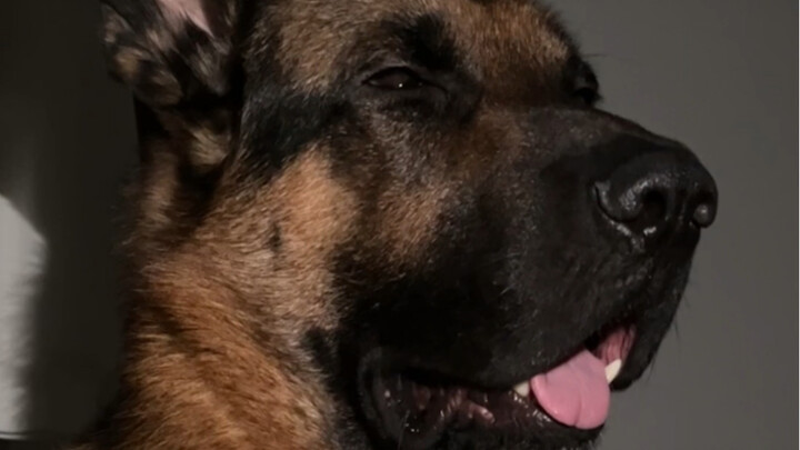 هيرتز: أنا بلا عقل يا أخي، لكنني أحبك.