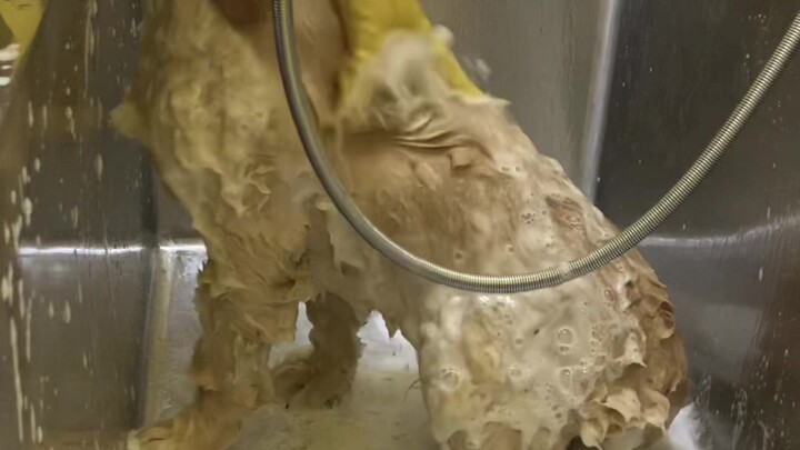 Washing a “fish-scale” little golden retriever turns it into a brand-new pup!