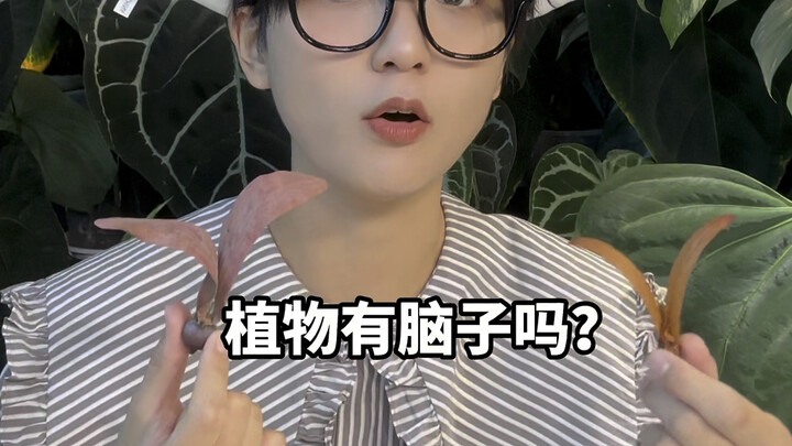 Benih yang bisa terbang! Demi berkembang biak, aku tumbuhkan sayap!