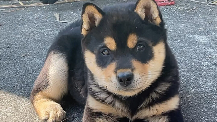 This is a Chinese pastoral dog (iron-coated with gold), not a Shiba Inu. Don’t mistake it.