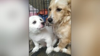 Chồng Bo Vợ Bơ...cunyeucuadua yeucho yeuchomeo cún cúncon chó chómèo chócon chókhôn yeuchomeo chócute pet dog dogsoftiktok doggo