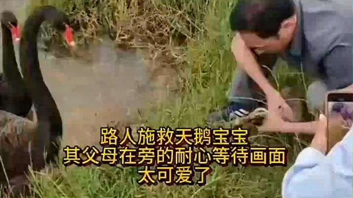 Orang awam menyelamatkan anak angsa, sementara induknya menunggu dengan sabar dan akhirnya menganggu