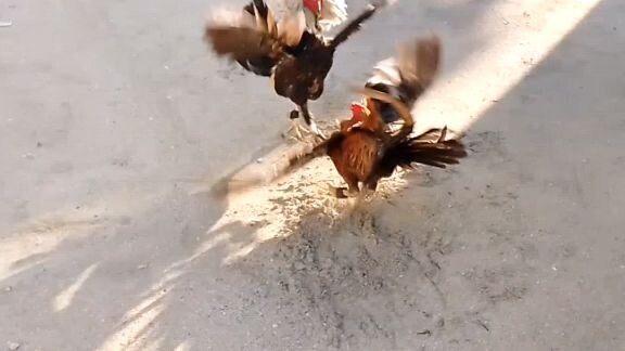 spar🐓