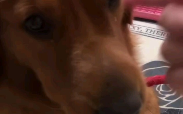 If you don’t watch till the end, you’ll really think you’ve wrongly accused the Golden Retriever!